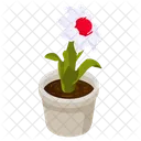 White Dahlia  Icon