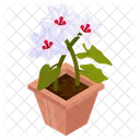 White Hibiscus  Icon