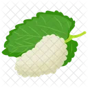 White Mulberry  Icon