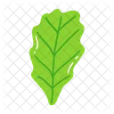 Leaf Ash Leaf Beech Leaf Icon