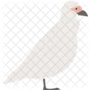 White Parrot  Icon