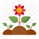 Wild Plant Nature Cactus Icon