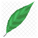 Willow Leaf  Icon