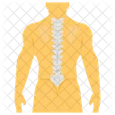 Anatomie Der Wirbelsaule Menschliches Skelett Untersuchung Der Wirbelsaule Symbol