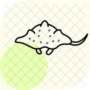 Wobbegong Shark Ocean Icon