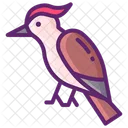 Woodpecker Ecology Nature Icon