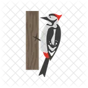 Woodpecker Bird Pecker Icon