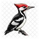 Woodpecker Bird Animal Icon