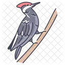 Woodpeckers  Icon
