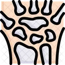 Anatomy Organ Biology Icon