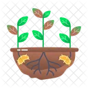 Wurzelfaule Pflanzenkrankheit Verfall Symbol