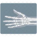 Human Spine Bones Backbones Hand Bones Icon