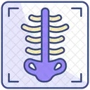 X Ray Icon