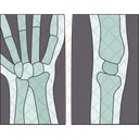 Xray Joint Bones Icon