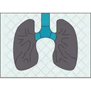 Xray Lungs Respiratory Icon
