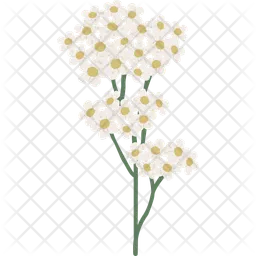 Yarrow  Icon