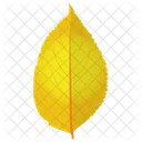 Yellow Birch Birch Leaf Autumn Leaf Icon