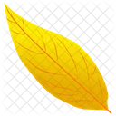 Yellow Birch Leaf Autumn Leaf Icon