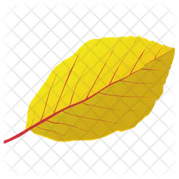 Yellow Birch  Icon