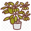 Young Schefflera Umbrella Tree Foliage Plant Icon