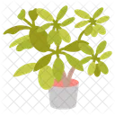 Young Schefflera Umbrella Tree Foliage Plant Symbol