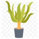 Yucca Anemone American Plant Icon
