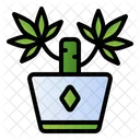 Yucca Plant Indoor Plant Potted Plant Icon
