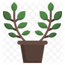 Zamioculcas Pot Plant Icon