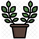 Zamioculcas Pot Plant Icon