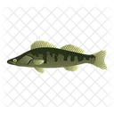 Zander Fish  Icon