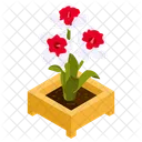 Zantedeschia  Icon