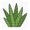 Zebra Cactus  Icon