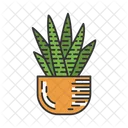 Zebra Cactus In Pot  Icon