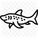 Zebra Shark Zebra Shark Icon
