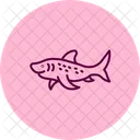 Zebra Shark Zebra Shark Icon