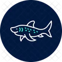 Zebra Shark Zebra Shark Icon