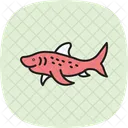 Zebra Shark Zebra Shark Icon