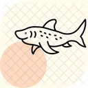 Zebra Shark Zebra Shark Icon