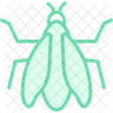 Zikade Insekt Sommer Symbol