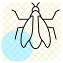 Zikade Insekt Sommer Symbol