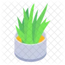 Aloe Vera Pflanze Zimmerpflanze Sukkulente Icon