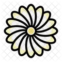 Zinnia Chrysanthemum Blossom Icon