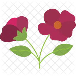 Zinnia Flower  Icon