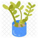 Zz plant  Icon