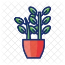 Zz Plant Icon