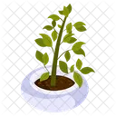 Zz Plant  Icon