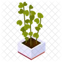 Zz Plant  Icon