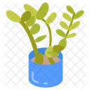 Zz Plant Arid Plant Zamioculcas Zamiifolia Icon