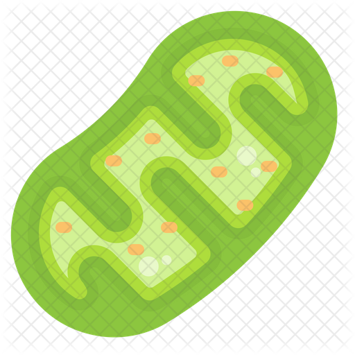 Mitochondria Icon - Download in Flat Style