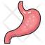 abdominal organ